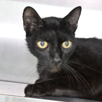 Monte -  Domestic Short Hair Cat for Adoption in Austin, Texas - Monte | PetCurious