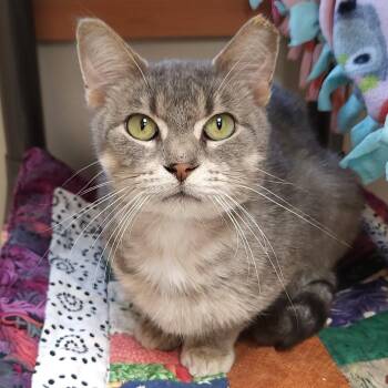 Brad -  Tabby Cat for Adoption in Marshfield, Wisconsin - Brad | PetCurious