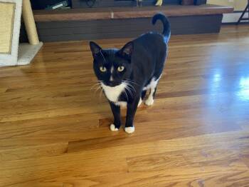 Rescue Domestic Short Hair Cats for Adoption in Lafayette, Colorado - Cuddles | PetCurious