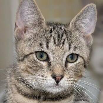 Bosco -  Domestic Short Hair Cat for Adoption in Buffalo, New York - Bosco | PetCurious