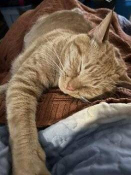 MILO -  Tabby Cat for Adoption in Franklin, Tennessee - MILO | PetCurious