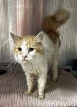 Tacoma -  Domestic Short Hair Cat for Adoption in Portsmouth, Ohio - Tacoma | PetCurious