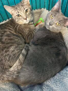 Domestic Short Hair Cats Available for Adoption - Holly & Mittens [bonded Sisters] | PetCurious