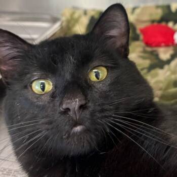 Domestic Short Hair Cats Available for Adoption in Dekalb, Illinois - Duke | PetCurious