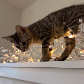 Domestic Short Hair Cats Available for Adoption in Madison, Wisconsin - Phil | PetCurious