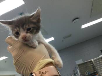 A1919382 -  Domestic Short Hair Cat for Adoption in Thousand Palms, California - A1919382 | PetCurious