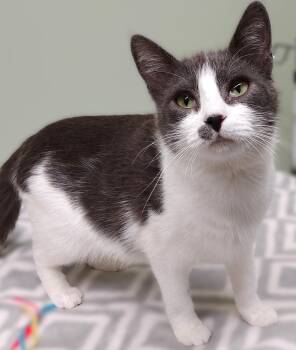 Rescue Domestic Short Hair Cats for Adoption in Belmont, New York - Mew | PetCurious