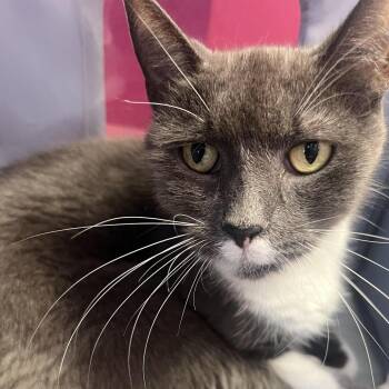 Rescue Domestic Short Hair Cats for Adoption in Hudson, New York - Freddie | PetCurious
