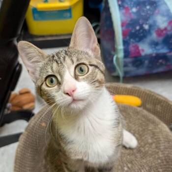 Iris -  Domestic Short Hair Cat for Adoption in League City, Texas - Iris | PetCurious