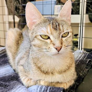 Dolores -  Domestic Short Hair Cat for Adoption in San Gabriel, California - Dolores | PetCurious