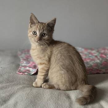 Willoughby -  Domestic Short Hair Cat for Adoption in Fairfax Station, Virginia - Willoughby | PetCurious