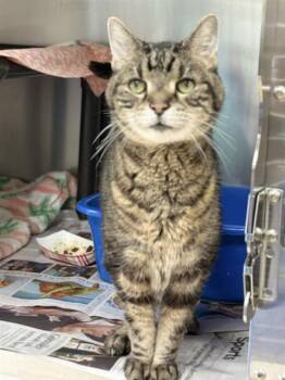 Domestic Short Hair Cats Available for Adoption in Methuen, Massachusetts - TRUCKER | PetCurious
