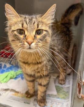 Tillie -  Domestic Medium Hair and Domestic Short Hair Cat for Adoption in Verona, Wisconsin - Tillie | PetCurious