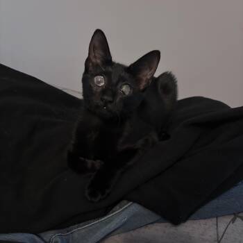 Nyx -  Domestic Short Hair Cat for Adoption in Calverton, Maryland - Nyx | PetCurious