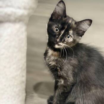 Domestic Short Hair Cats Available for Adoption in San Tan Valley, Arizona - Opal | PetCurious