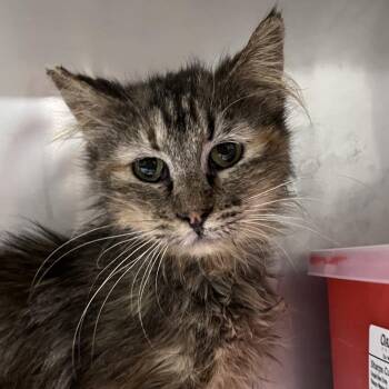 Domestic Long Hair Cats Available for Adoption in Washburn, Missouri - Mildred | PetCurious