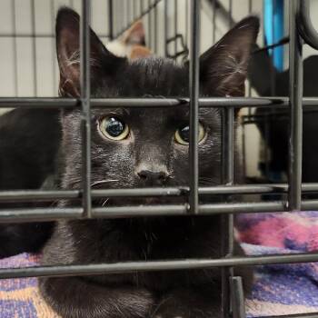 Medley -  Domestic Short Hair Cat for Adoption - Medley | PetCurious