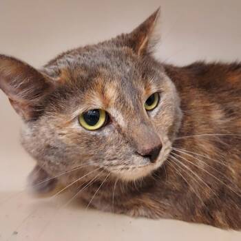 Domestic Short Hair Cats Available for Adoption in Dayton, Ohio - Angela | PetCurious