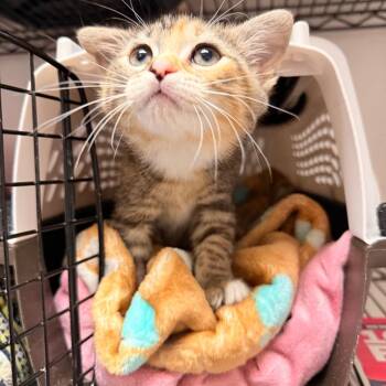 Janet -  Domestic Short Hair Cat for Adoption in Cumming, Georgia - Janet | PetCurious