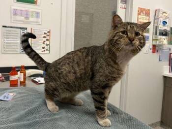 Domestic Short Hair Cats Available for Adoption in Kansas City, Missouri - Robert McRobertson | PetCurious