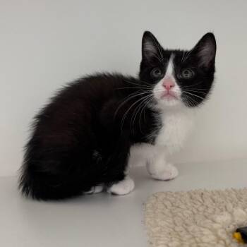 Cider -  Domestic Short Hair Cat for Adoption in League City, Texas - Cider | PetCurious