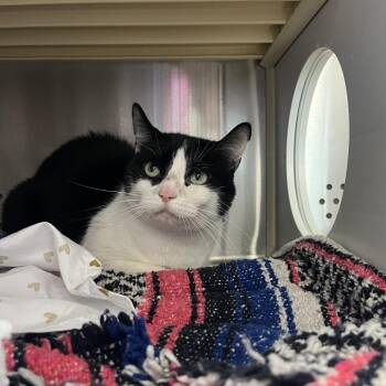 Domestic Short Hair Cats Available for Adoption - Bean | PetCurious