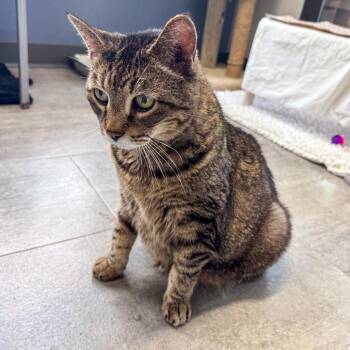 Chakobi -  Domestic Short Hair Cat for Adoption in Kennebunk, Maine - Chakobi | PetCurious