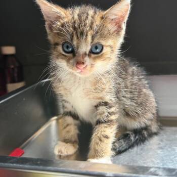 TUSC-Stray-85827_2_3_4_5_6 -  Domestic Short Hair Cat for Adoption in Tuscaloosa, Alabama - TUSC-Stray-85827_2_3_4_5_6 | PetCurious