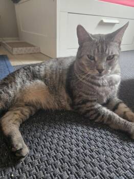 Ghatto Braveheart -  Domestic Short Hair and Tabby Cat for Adoption in Chandler, Arizona - Ghatto Braveheart | PetCurious