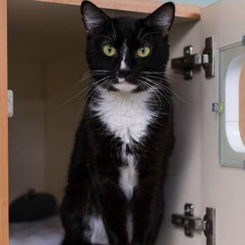 Giovanni -  Domestic Short Hair Cat for Adoption in Los Angeles, California - Giovanni | PetCurious