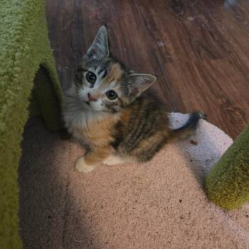 Cermak -  Domestic Short Hair Cat for Adoption in Chicago, Illinois - Cermak | PetCurious
