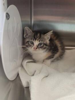 Moonbeam -  Domestic Short Hair Cat for Adoption in Fishers, Indiana - Moonbeam | PetCurious