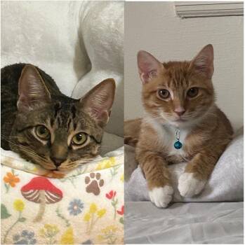 Mario & Martha -  Domestic Short Hair Cat for Adoption in Frederick, Maryland - Mario & Martha | PetCurious