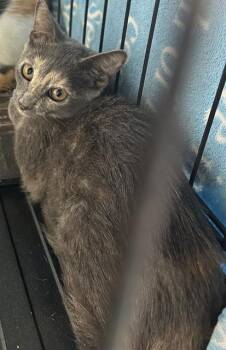 JUNE BUG -  Domestic Short Hair Cat for Adoption in Fort Myers, Florida - JUNE BUG | PetCurious