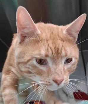 Domestic Short Hair Cats Available for Adoption - KENOBI | PetCurious