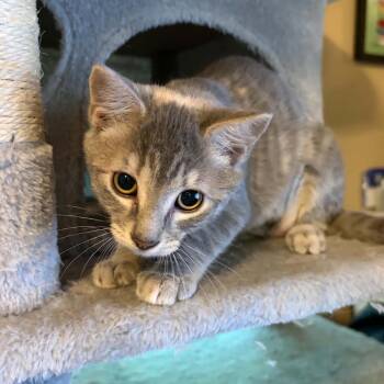 Dusty Rose -  Domestic Short Hair Cat for Adoption in Beulaville, North Carolina - Dusty Rose | PetCurious