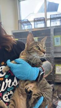 MARY MAGDALENE -  Domestic Short Hair Cat for Adoption in San Antonio, Texas - MARY MAGDALENE | PetCurious
