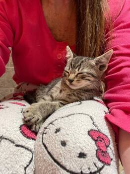 Snoop Dogg -  Domestic Short Hair Cat for Adoption in Mission Viejo, California - Snoop Dogg | PetCurious