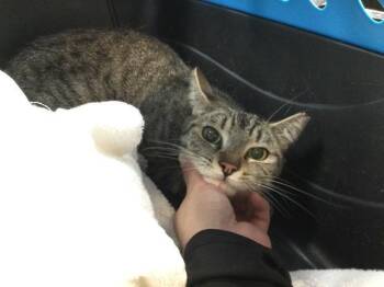 NINI -  Domestic Short Hair Cat for Adoption in Thousand Palms, California - NINI | PetCurious