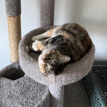 Rescue Calico and Lykoi Cats for Adoption in Magnolia, Texas - Skittles | PetCurious