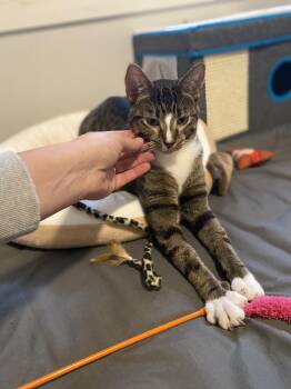 Rescue Domestic Short Hair Cats for Adoption in Saint Francis, Minnesota - Priscilla | PetCurious