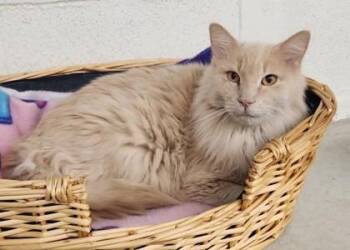 Moe -  Domestic Medium Hair Cat for Adoption in Butte, Montana - Moe | PetCurious
