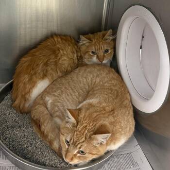 Domestic Short Hair Cats Available for Adoption - River | PetCurious