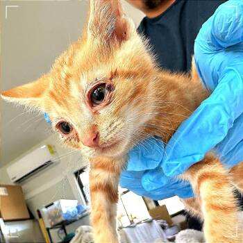 Phineas -  Domestic Short Hair Cat for Adoption in Chapel Hill, North Carolina - Phineas | PetCurious