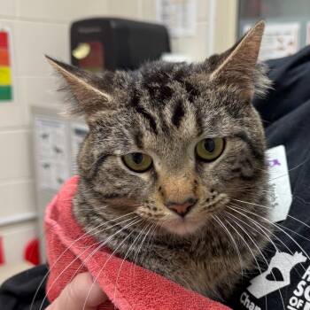 Rescue Domestic Short Hair Cats for Adoption in Murray, Utah - Oscar | PetCurious