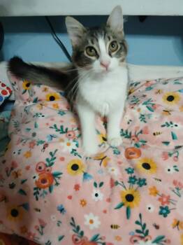 Yvette -  Domestic Long Hair Cat for Adoption in Mobile, Alabama - Yvette | PetCurious