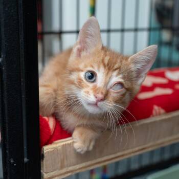 Owen -  Domestic Short Hair Cat Available for Adoption in Los Angeles, California - Owen | PetCurious
