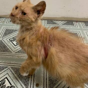 Domestic Short Hair Cats Available for Adoption in Woodstock, Virginia - Brosnan Estep | PetCurious