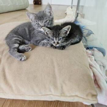 Zuko -  Domestic Short Hair Cat for Adoption in Tampa, Florida - Zuko | PetCurious
