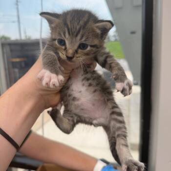 Todd -  Domestic Short Hair Cat for Adoption in Columbiana, Alabama - Todd | PetCurious